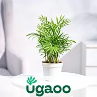 ugaoo plants