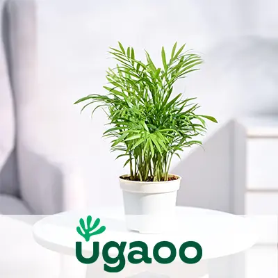 ugaoo plants