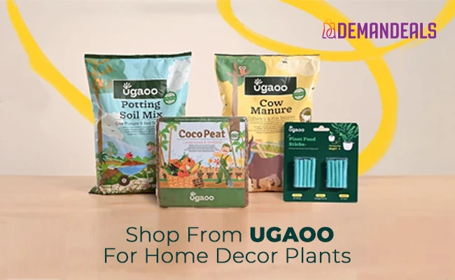 Shop Decorative & Home Decor Plants Online from Ugaoo 