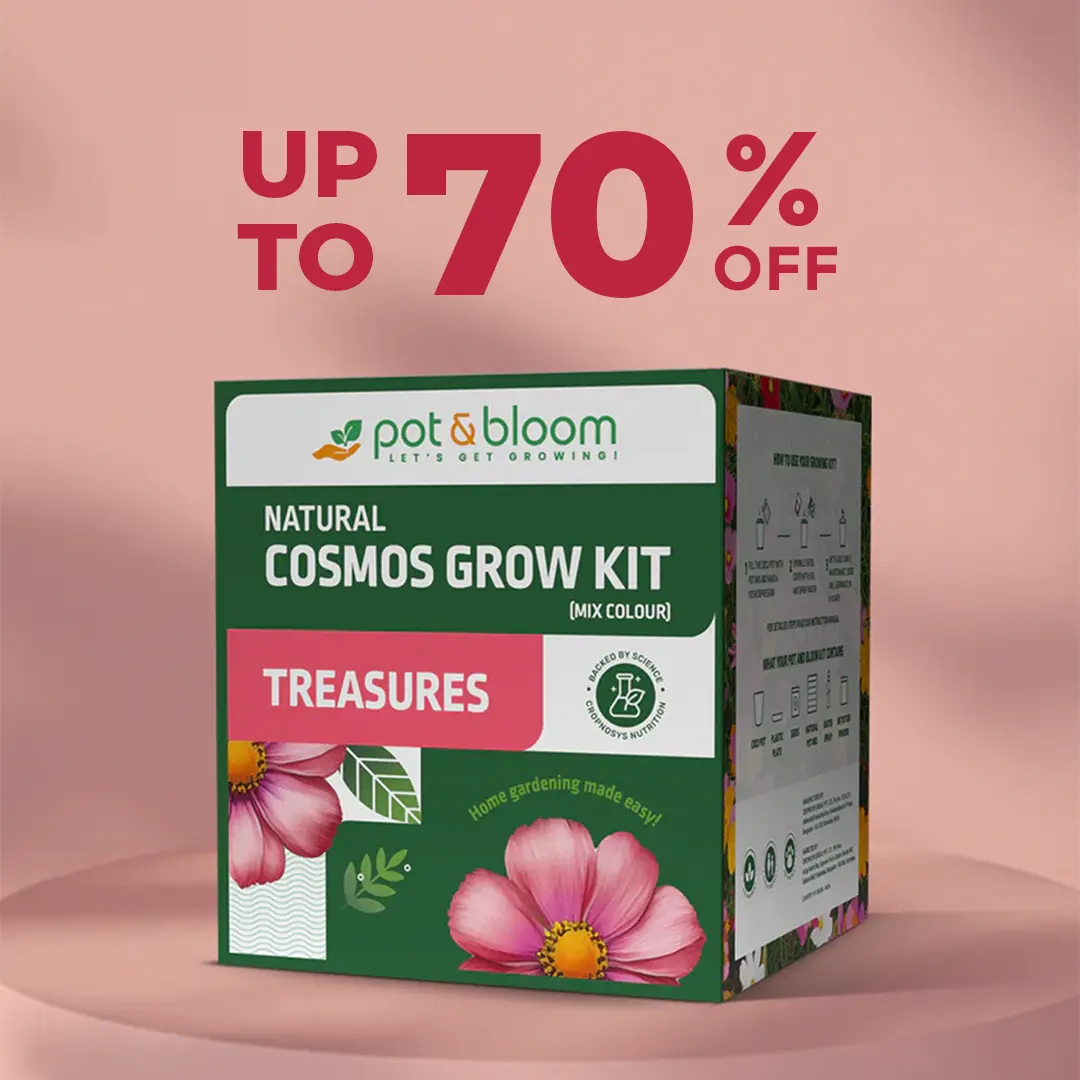 Image of Pot & Bloom