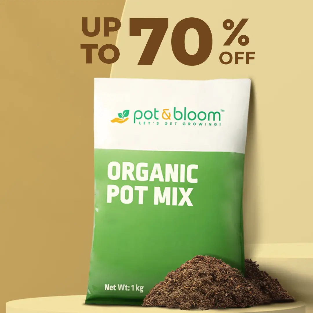 Image of Pot & Bloom